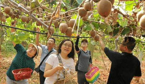 县观咨询:探究农产品品牌策略的执行流程和成功要素J9九游平台 J9九游(图2) 县观咨询:探究农产品品牌策略的执行流程和成功要素J9九游平台 J9九游(图2)